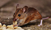 24 Hour & Emergency Exterminators in Machesney Park, IL